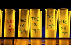 A UK study has rejected a link between smoking cannabis and an increase in mental illness.